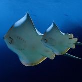 Bild: SEA LIFE Speyer Bild: SEA LIFE Speyer