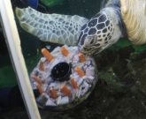 Bild: SEA LIFE Speyer Bild: SEA LIFE Speyer