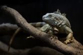 Bild: Reptilium Terrarien- und Wüstenzoo, Fotograf: Tanja Plusczok Bild: Reptilium Terrarien- und Wüstenzoo, Fotograf: Tanja Plusczok