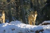 Bild:Wild- und Wanderpark bei Silz Bild:Wild- und Wanderpark bei Silz