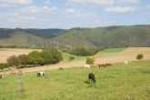 Ferienhäuser - Ferien auf dem Lindenhof - Blick ins Mittelrhein-Tal Ferienhäuser - Ferien auf dem Lindenhof - Blick ins Mittelrhein-Tal