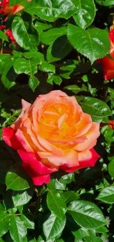 Ferienwohnung Am Heideberg mit sonniger Terrasse Ferienwohnung Am Heideberg mit sonniger Terrasse