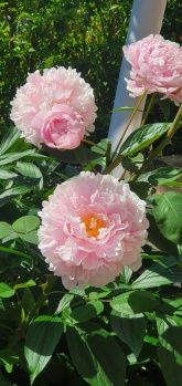 Ferienwohnung Am Heideberg mit sonniger Terrasse Ferienwohnung Am Heideberg mit sonniger Terrasse