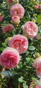 Ferienwohnung Am Heideberg mit sonniger Terrasse Ferienwohnung Am Heideberg mit sonniger Terrasse