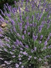 Gästehaus am Pilgerpfad & PFAFF WEINE Gästehaus am Pilgerpfad & PFAFF WEINE