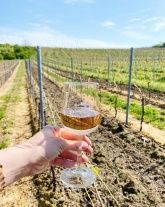 Weinbau & Ferienwohnung Weingärtner Weinbau & Ferienwohnung Weingärtner