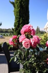 Gutsausschank und Gästehaus Rheinblick Gutsausschank und Gästehaus Rheinblick