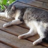 Klara, die Diva Klara, die Diva