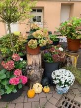 Hotel-Pension Gästehaus Priester Hotel-Pension Gästehaus Priester