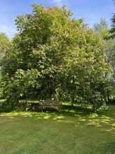 Camping-Mobilheimpark Am Mühlenteich Camping-Mobilheimpark Am Mühlenteich