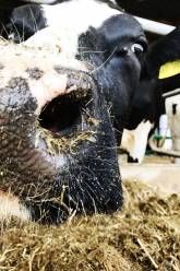 Ferienwohnung Dianaburgblick – Sonnenhof Ferienwohnung Dianaburgblick – Sonnenhof