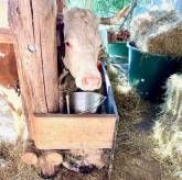 Ferienbauernhof Hof Balisheim Ferienbauernhof Hof Balisheim