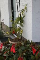 Ferienwohnung Klaus & Thea Tücks - Eifel