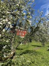 Apfelblüte Apfelblüte