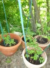 Ferienwohnung Raunecker