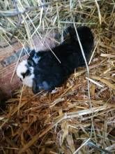 Ferienwohnungen Waldmann Ferienwohnungen Waldmann