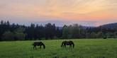 Abendstimmung auf der Weide