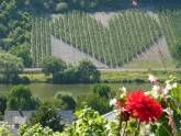 Ferienweingut Bollig
