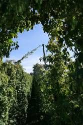 Ferienhof Hopfgärtle