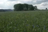 Campingpark Stromberg
