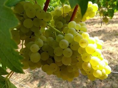 ehemaliges Weingut Erhard Lauf Gästezimmer