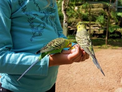 Schwarzwaldzoo Waldkirch