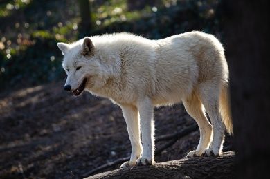 Wild-und Freizeitpark Allensbach