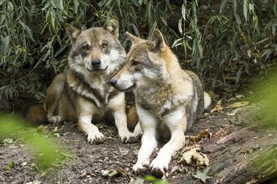 Wildpark Bad Mergentheim