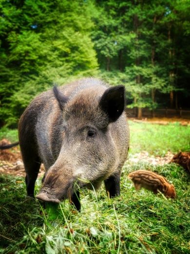 Wildgehege beim Bergsee