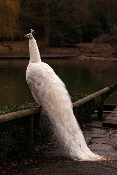 Vogel- und Tierpark Crailsheim