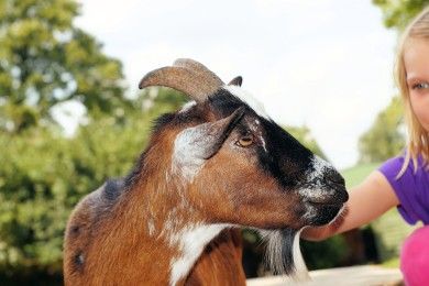 Tiergehege Frankenthal