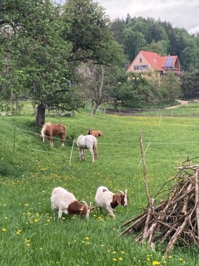 Ferienwohnung Dachsmühle - Natur und Tiere - Toll für Kinder und Wanderer. Hunde erlaubt