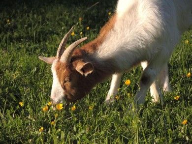 Ferienwohnung Dachsmühle - Natur und Tiere - Toll für Kinder und Wanderer. Hunde erlaubt