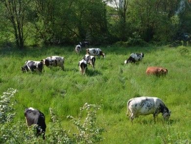 Steinäckerhof - Familienfreundlicher Bauernhof im Hunsrück