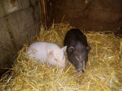 Steinäckerhof - Familienfreundlicher Bauernhof im Hunsrück