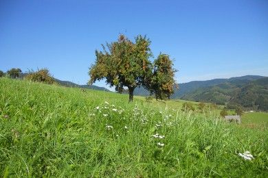 Pension Waldfrieden