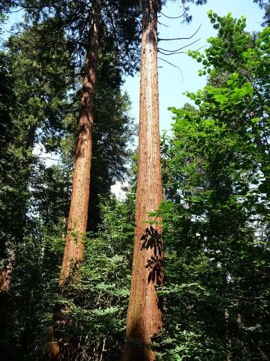 Exotenwald