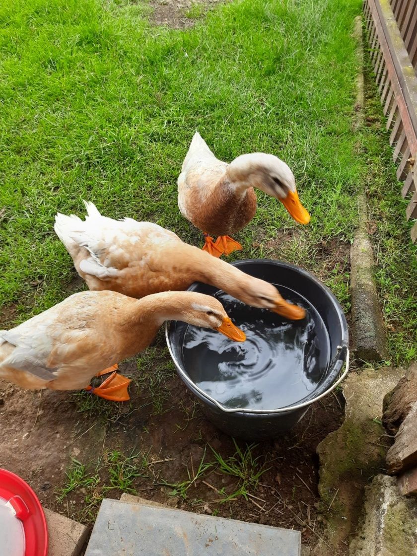 und Enten