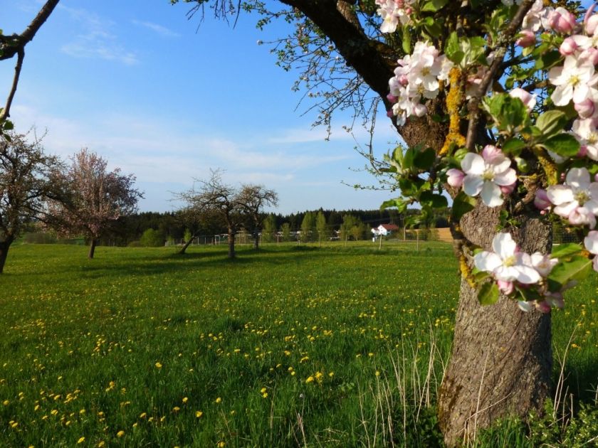 Hammerschmiedesee – Campingplatz und Teichgut