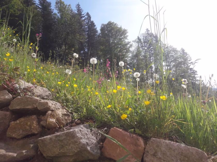 Ferienwohnung Sommerbergparadies
