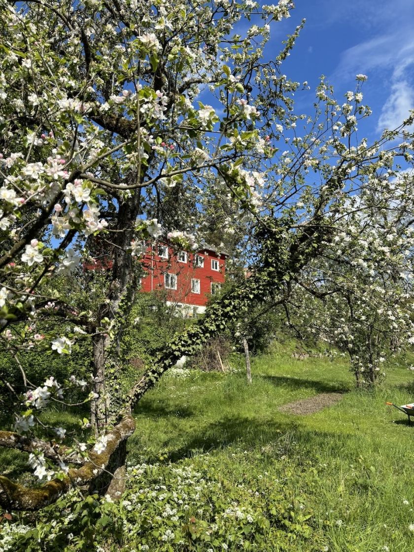 Apfelblüte