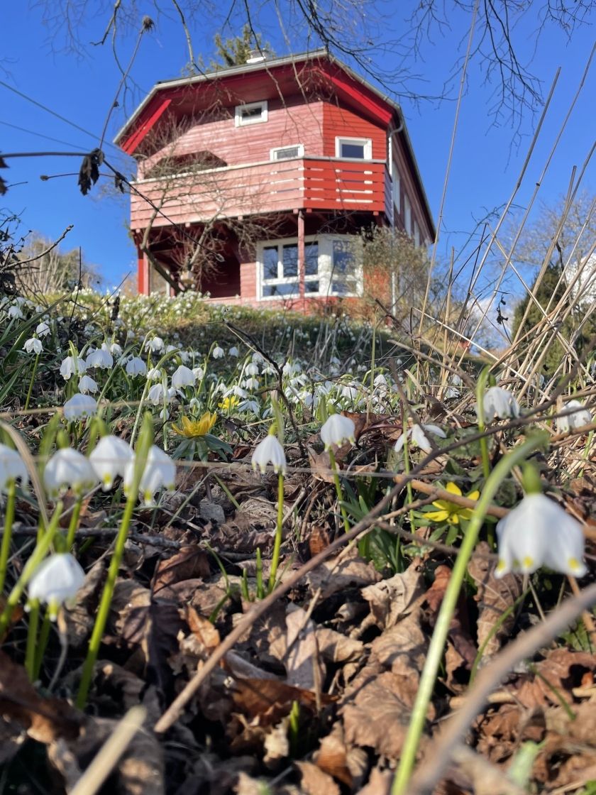 Schneeglöckchen