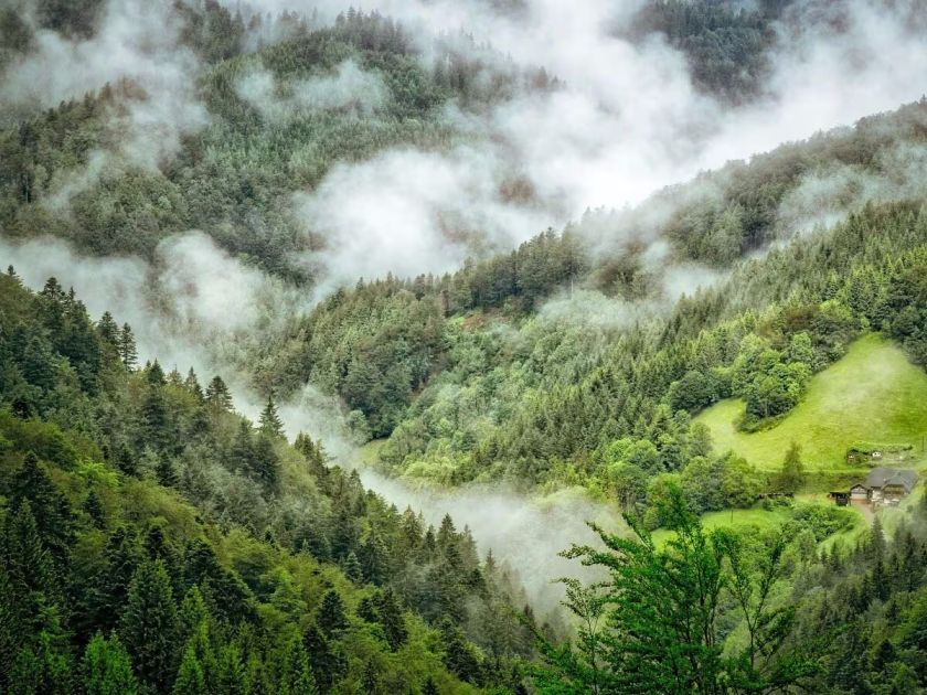 Schwarzwald