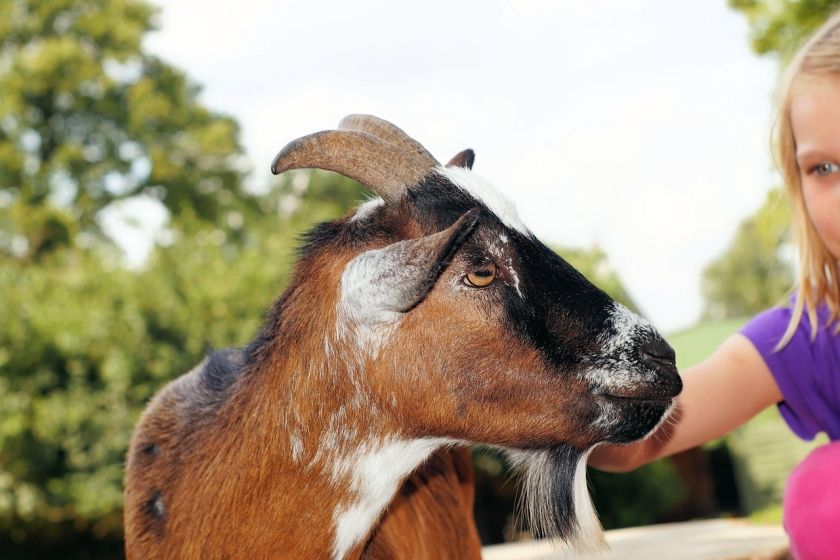 Tiergehege Frankenthal