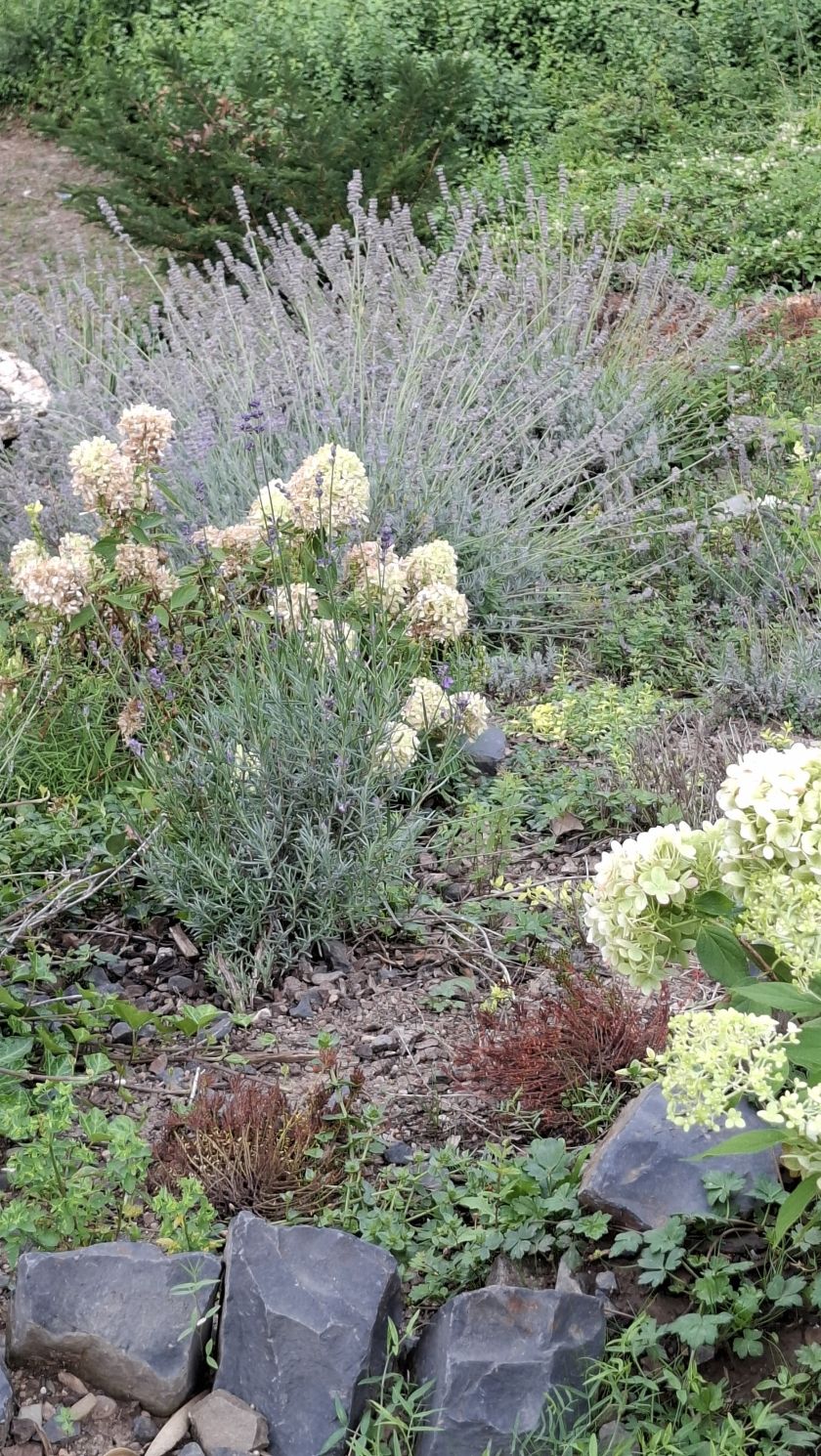 Blick in den Garten