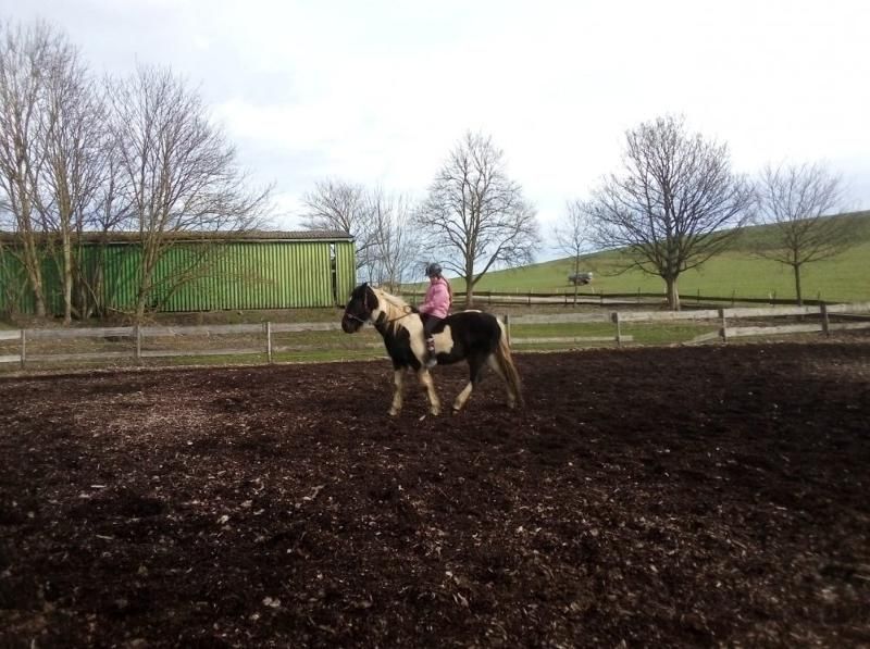 Steinäckerhof - Familienfreundlicher Bauernhof im Hunsrück Steinäckerhof - Familienfreundlicher Bauernhof im Hunsrück