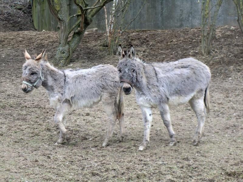 Steinäckerhof - Familienfreundlicher Bauernhof im Hunsrück Steinäckerhof - Familienfreundlicher Bauernhof im Hunsrück