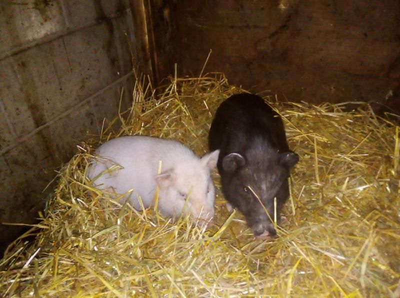 Steinäckerhof - Familienfreundlicher Bauernhof im Hunsrück Steinäckerhof - Familienfreundlicher Bauernhof im Hunsrück