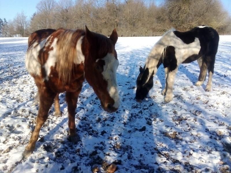 Steinäckerhof - Familienfreundlicher Bauernhof im Hunsrück Steinäckerhof - Familienfreundlicher Bauernhof im Hunsrück