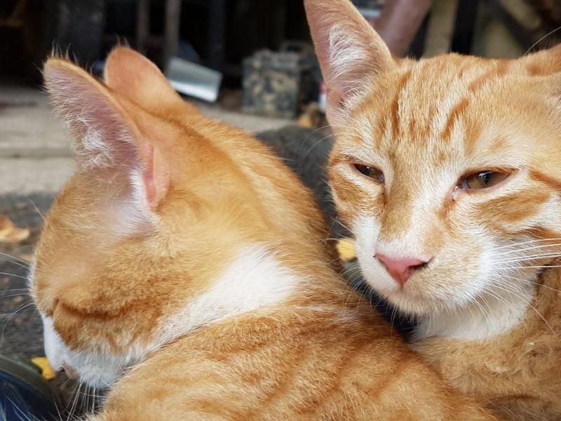Steinäckerhof - Familienfreundlicher Bauernhof im Hunsrück Steinäckerhof - Familienfreundlicher Bauernhof im Hunsrück